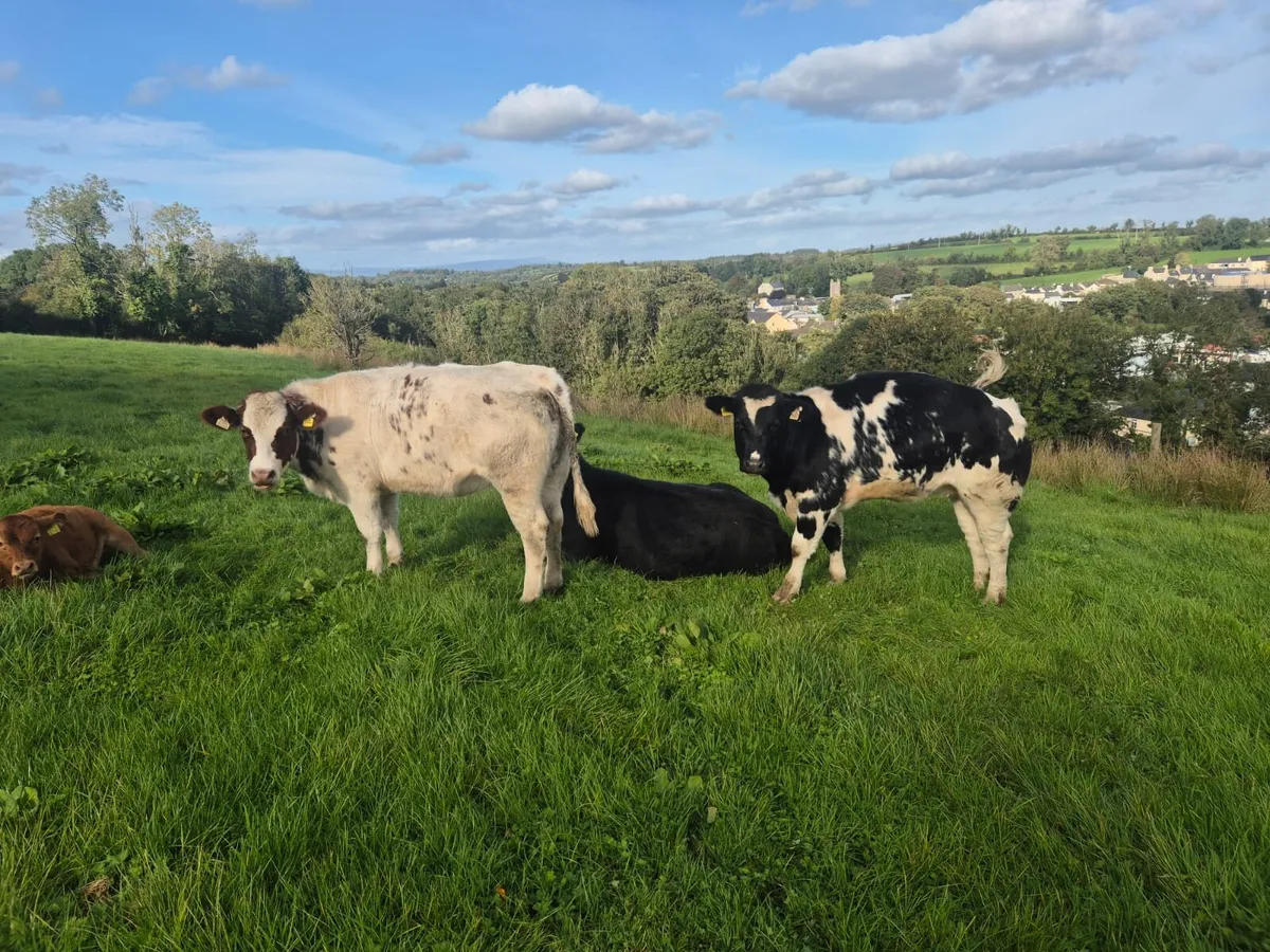 Heifers Belgian Blue - Image 3