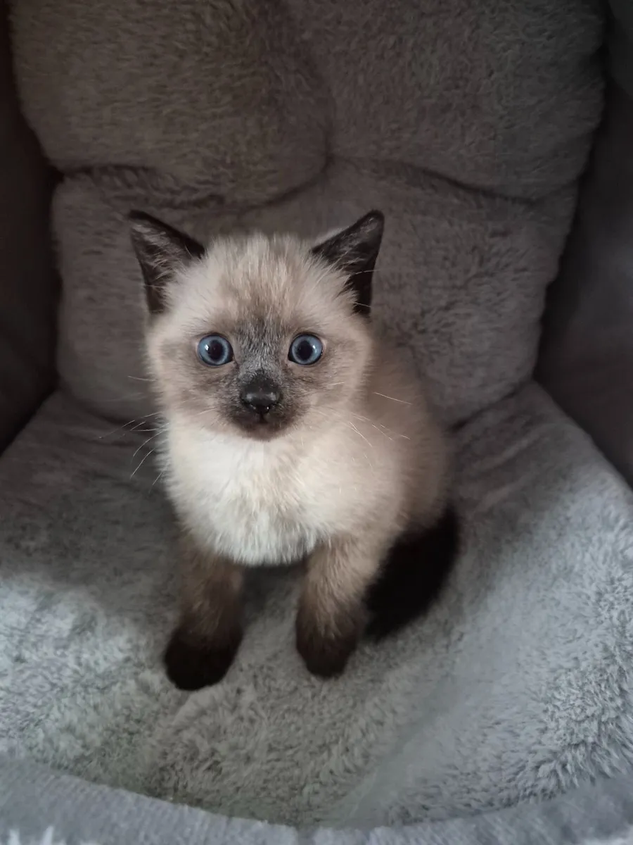 Kitten - Image 1