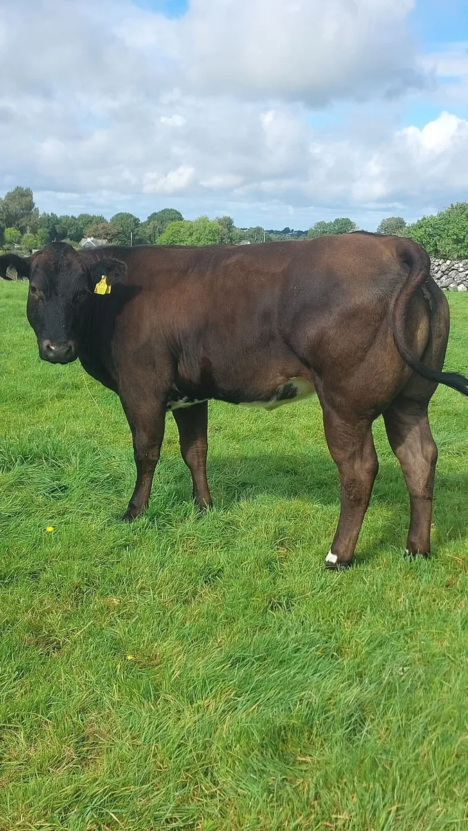 BBx Heifer - Image 1