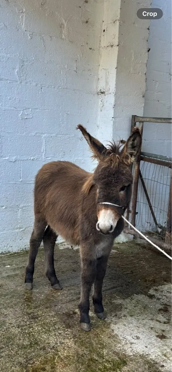 PROPER IRISH DONEKY FOAL - Image 2