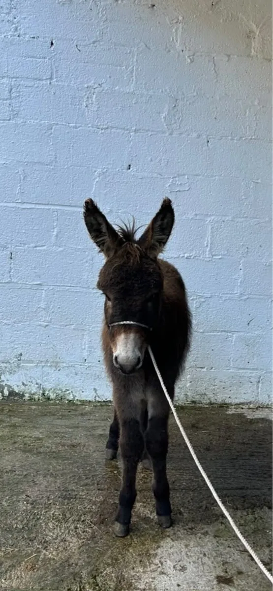 PROPER IRISH DONEKY FOAL - Image 3