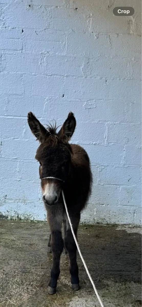 PROPER IRISH DONEKY FOAL - Image 4