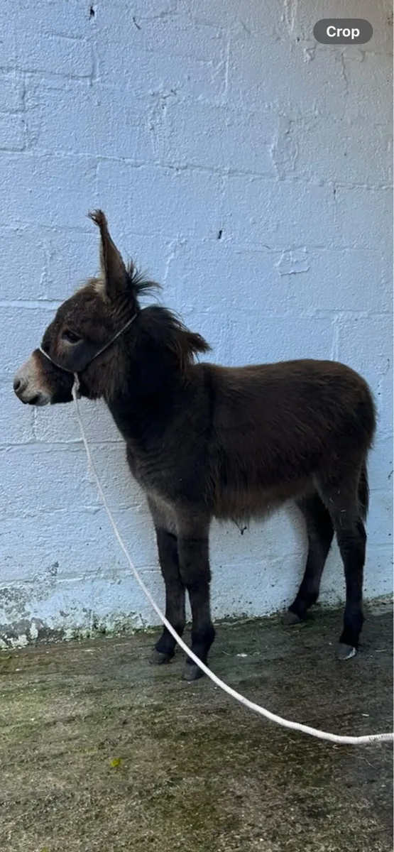 PROPER IRISH DONEKY FOAL - Image 1