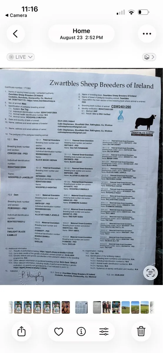 Pure bred Zwartbles ewe lambs - Image 3