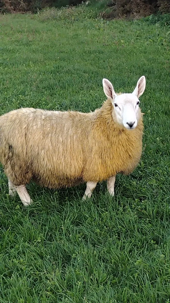 Sheep