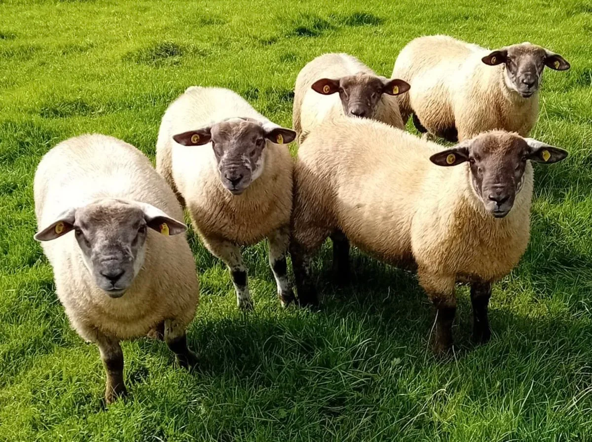 Suftex Ram Lambs - Image 1