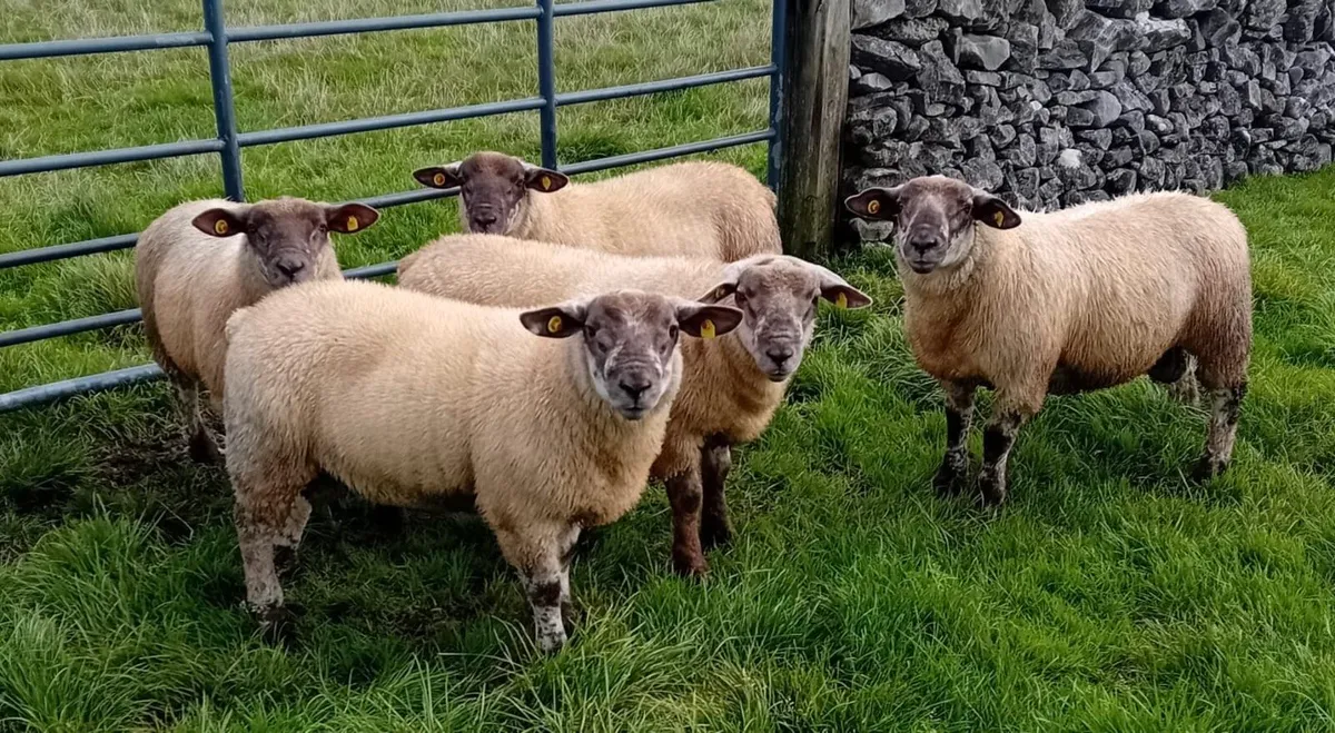Suftex Ram Lambs - Image 2