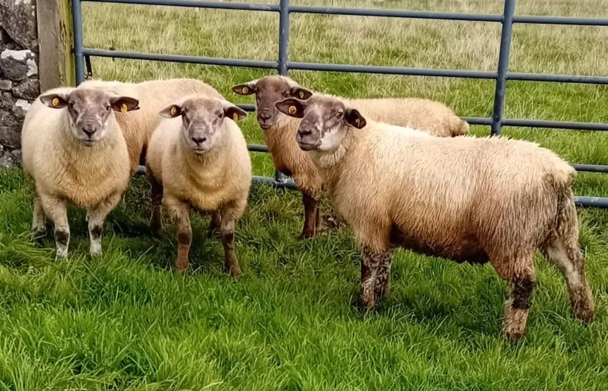 Suftex Ram Lambs - Image 3