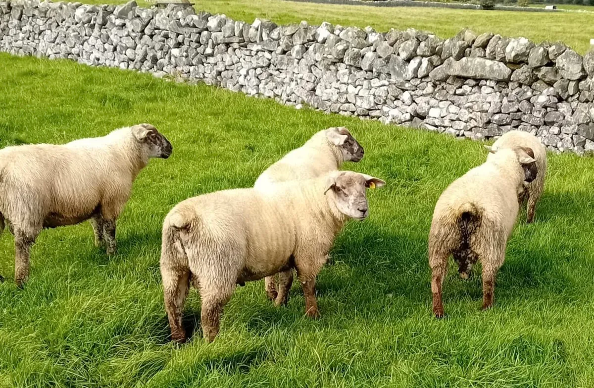 Suftex Ram Lambs - Image 4