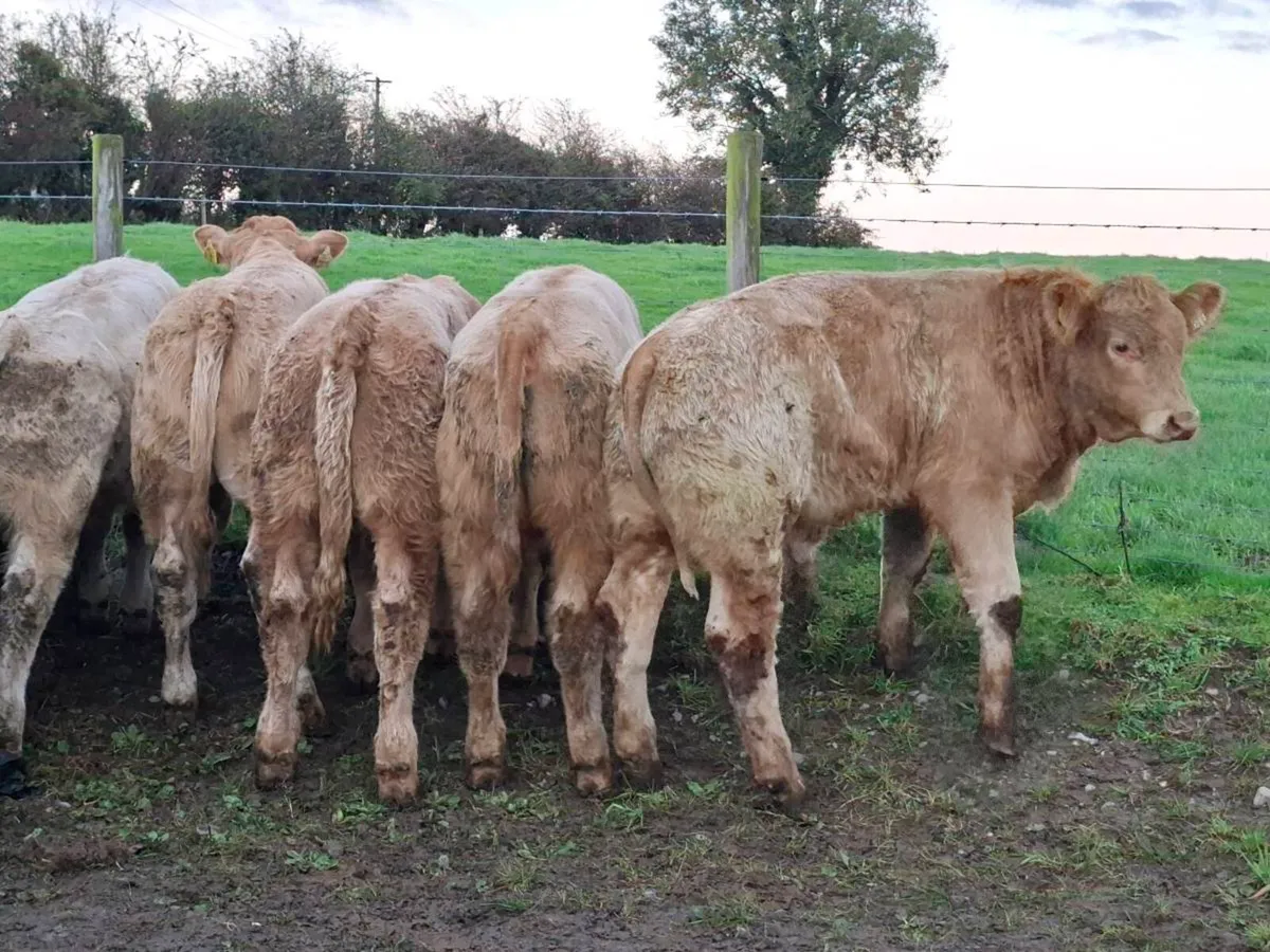 10 Smashing Golden Charlaois bull Weanlings - Image 2