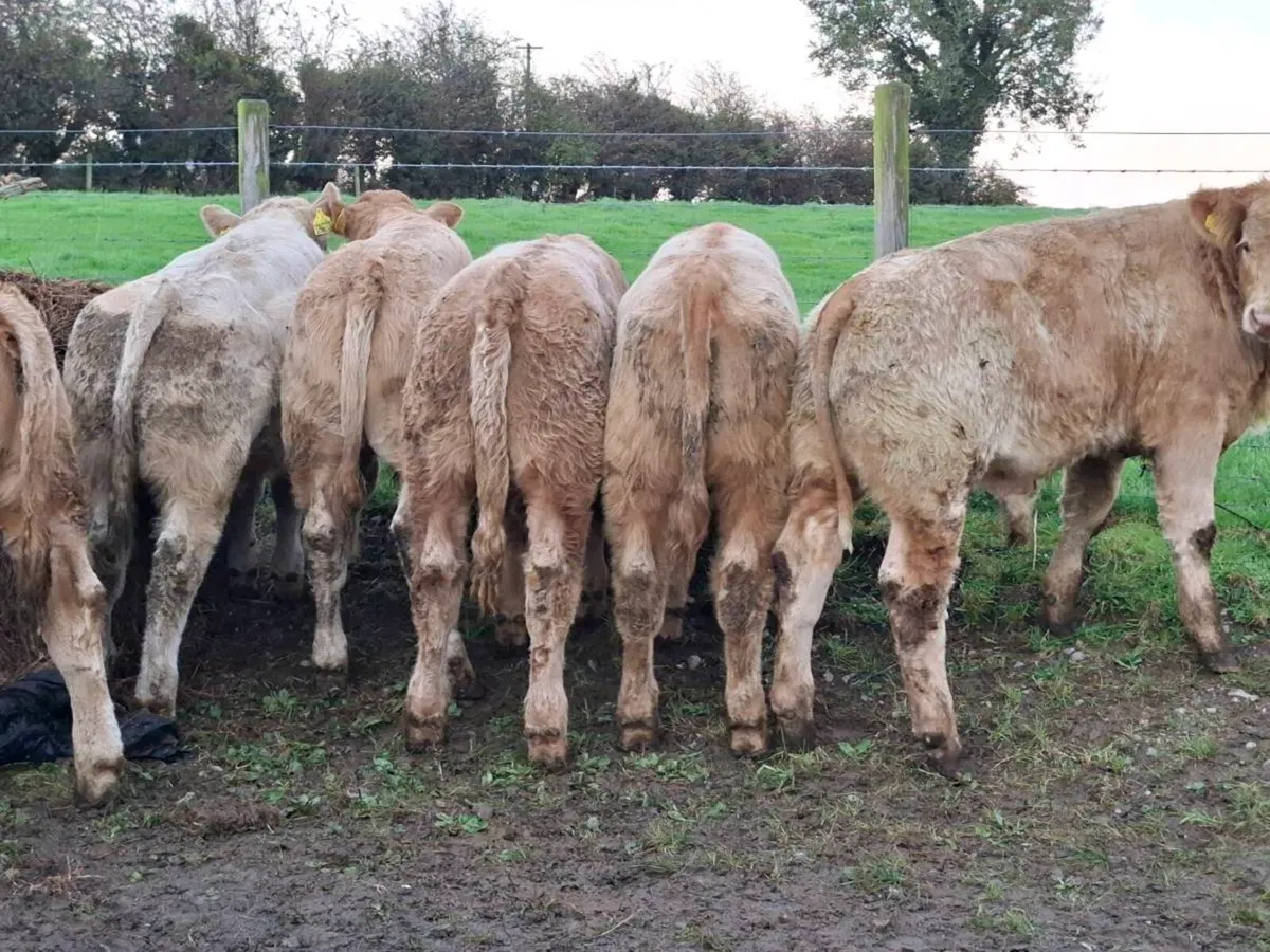 10 Smashing Golden Charlaois bull Weanlings - Image 3