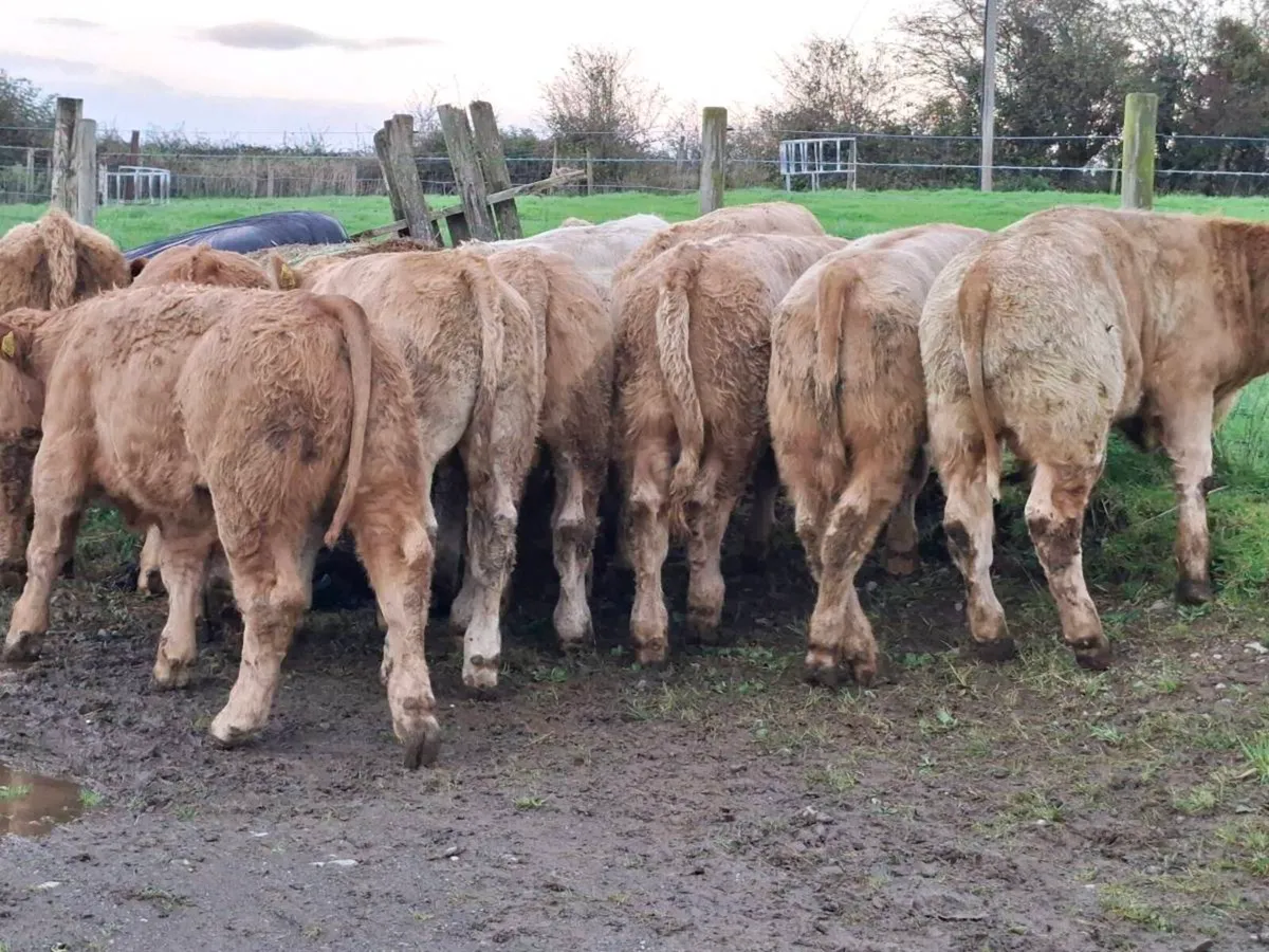 10 Smashing Golden Charlaois bull Weanlings - Image 1