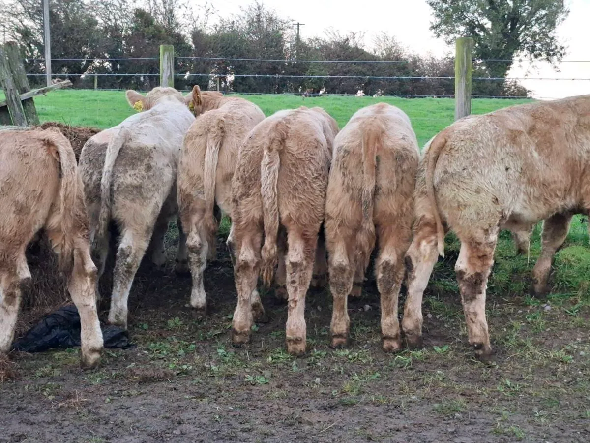 10 Smashing Golden Charlaois bull Weanlings - Image 4
