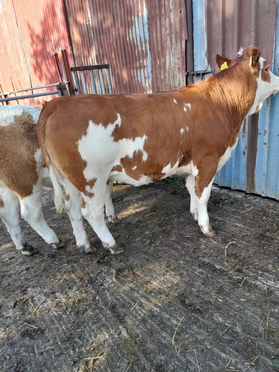 2 Heifers - Image 2