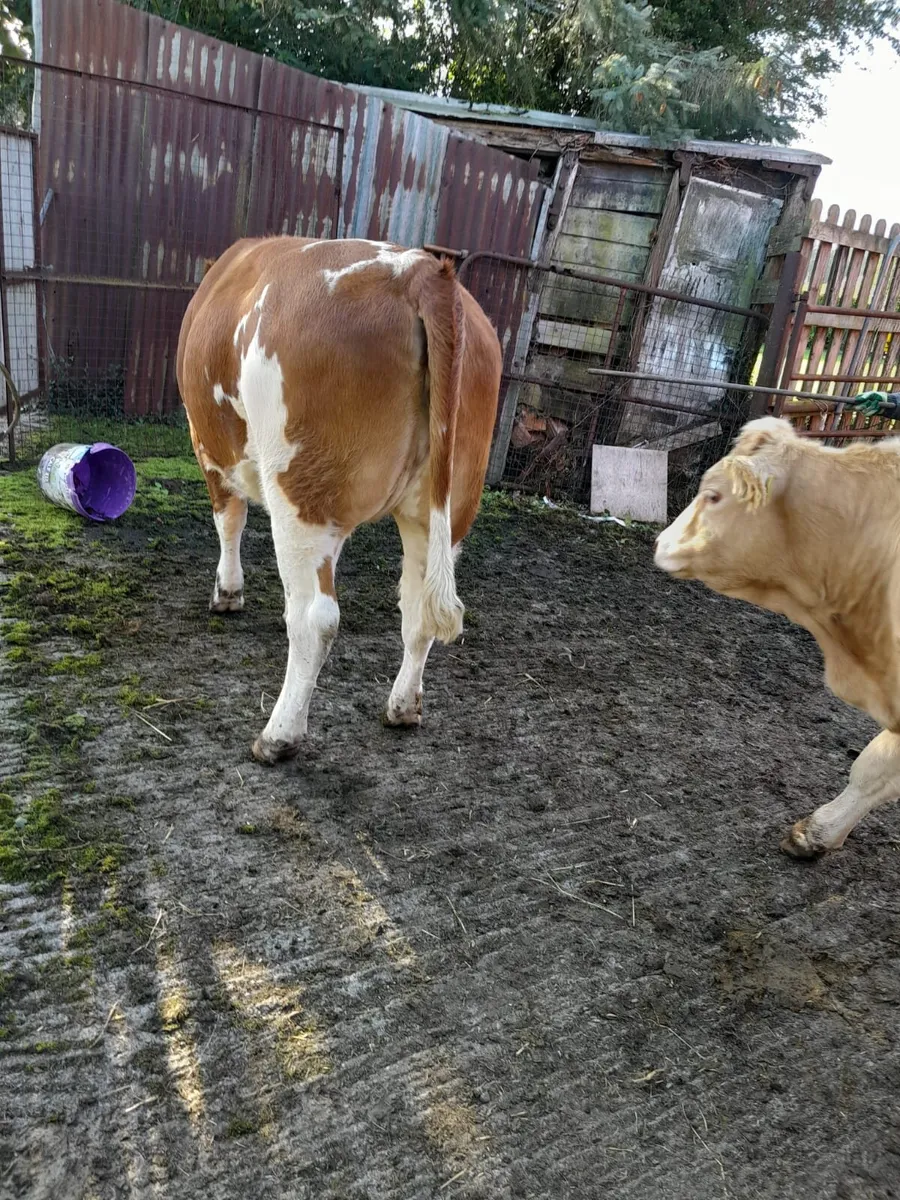2 Heifers - Image 3