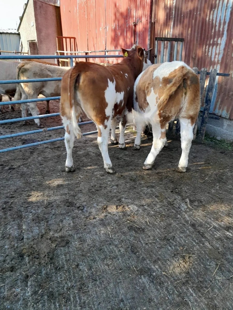 2 Heifers - Image 4