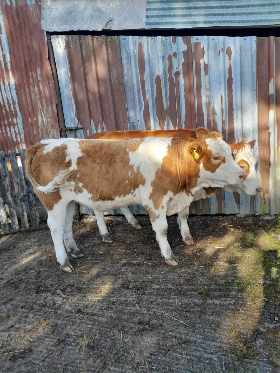 2 Heifers - Image 1