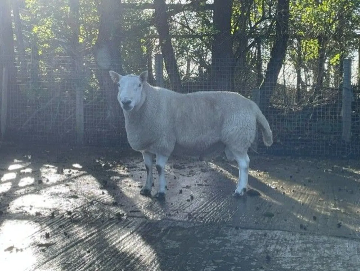 North Country Cheviot Aged Ram - Image 2