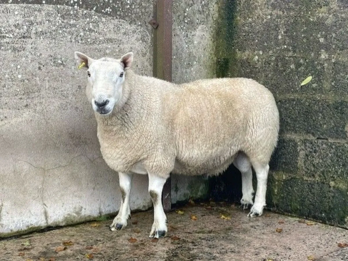 North Country Cheviot Aged Ram - Image 3