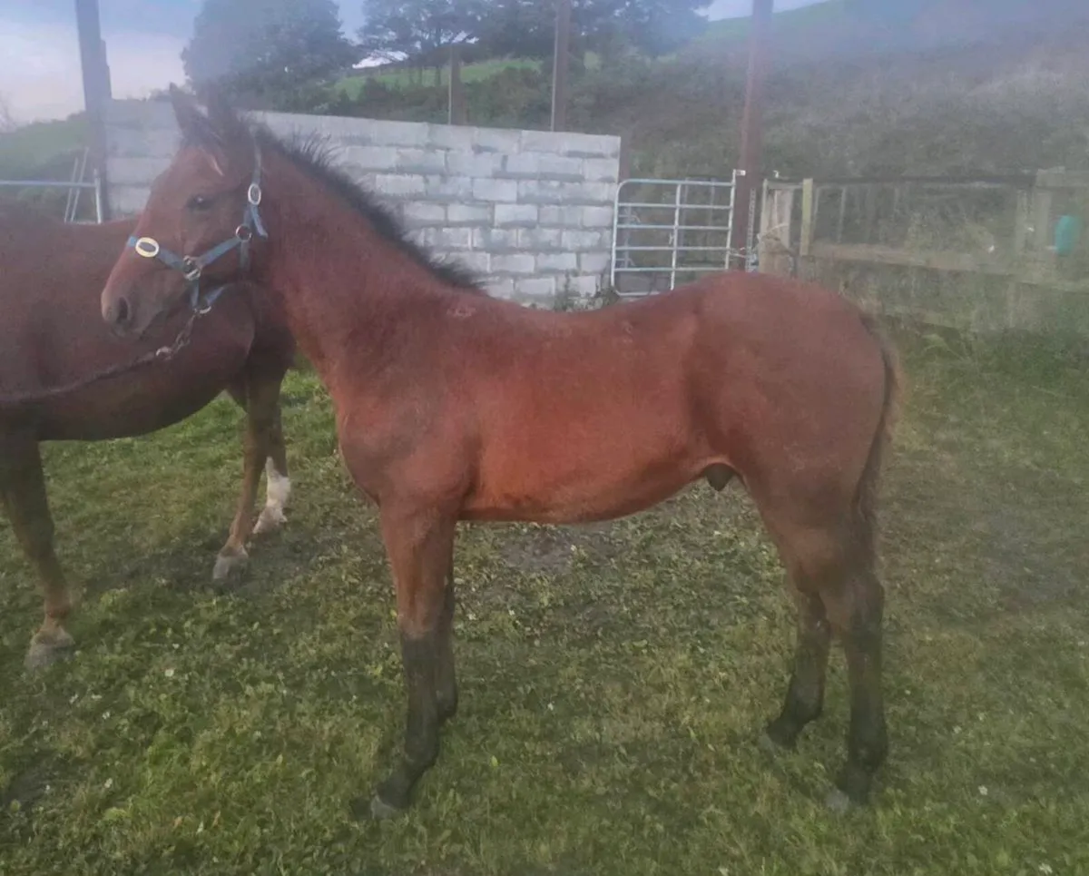 Bay colt foal by Lagans Obos Quality - Image 1