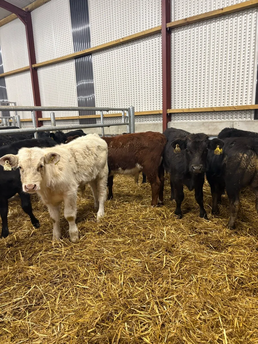 7 smashing continental bred bull Weanlings - Image 1