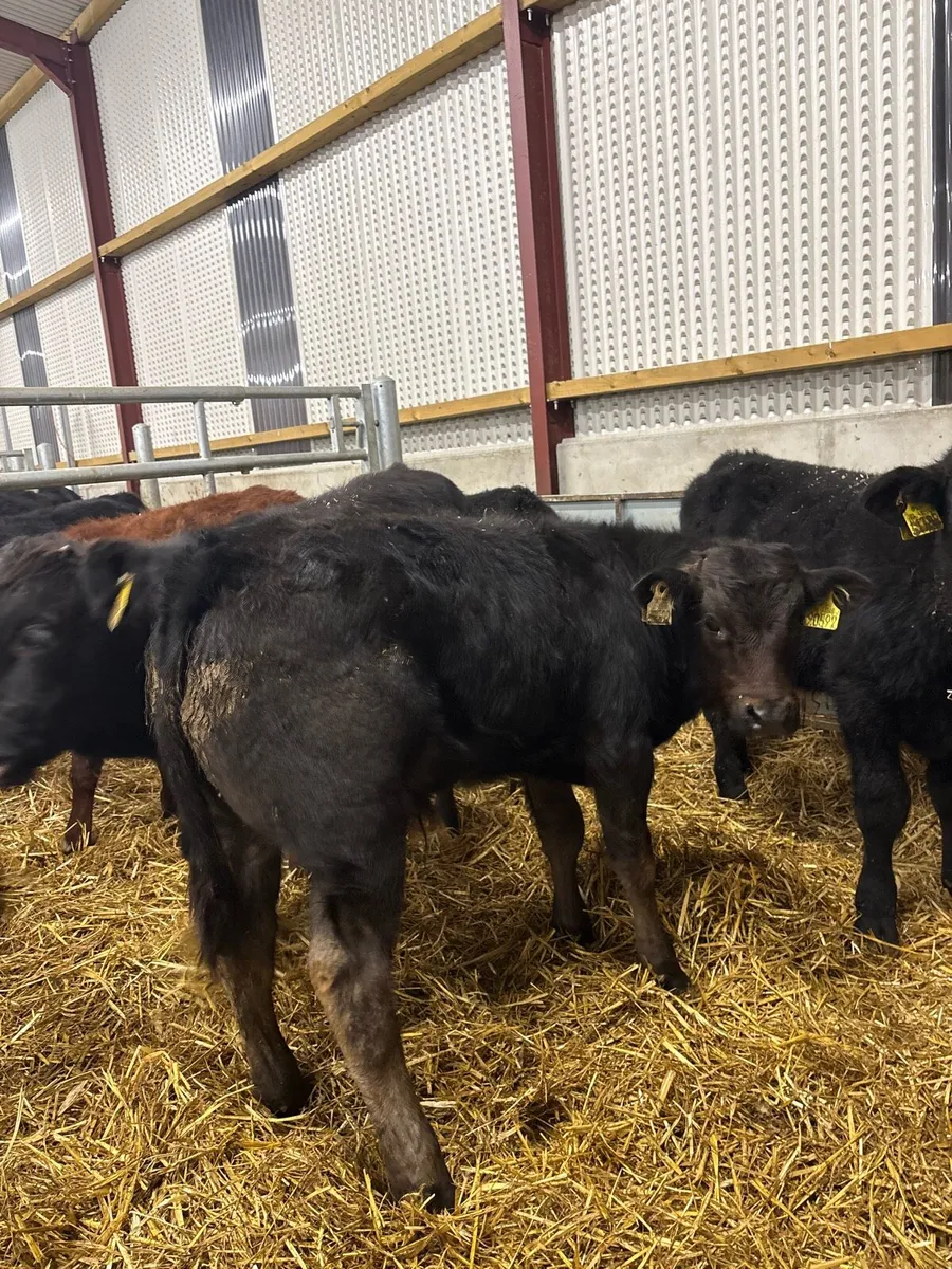 7 smashing continental bred bull Weanlings - Image 2
