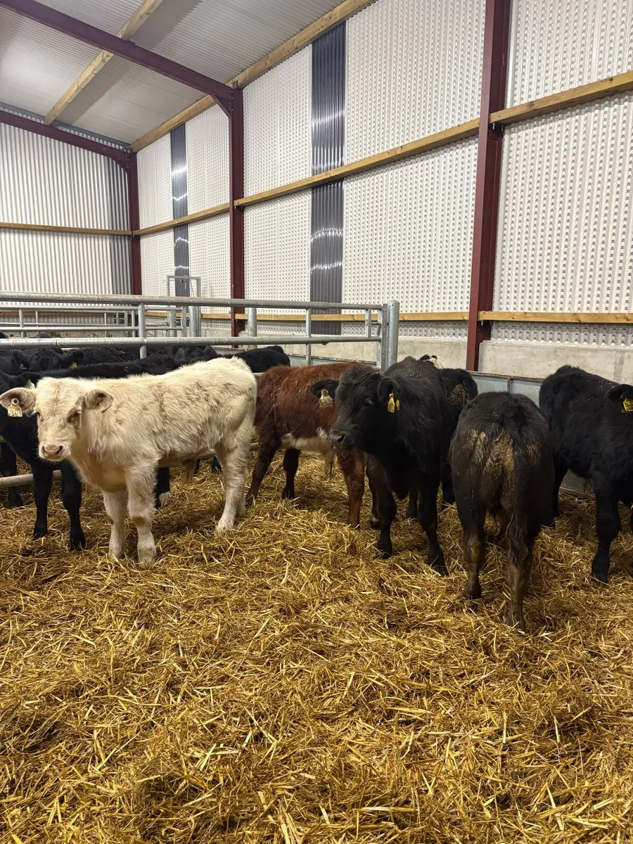 7 smashing continental bred bull Weanlings - Image 3