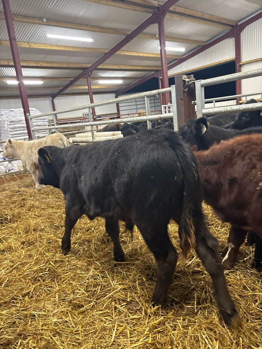 7 smashing continental bred bull Weanlings - Image 4