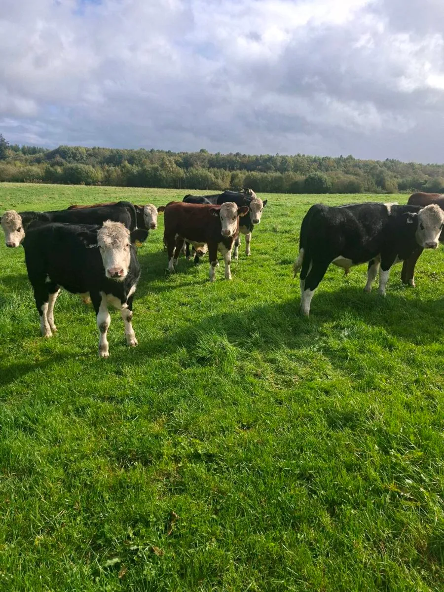 Weanlings - Image 1