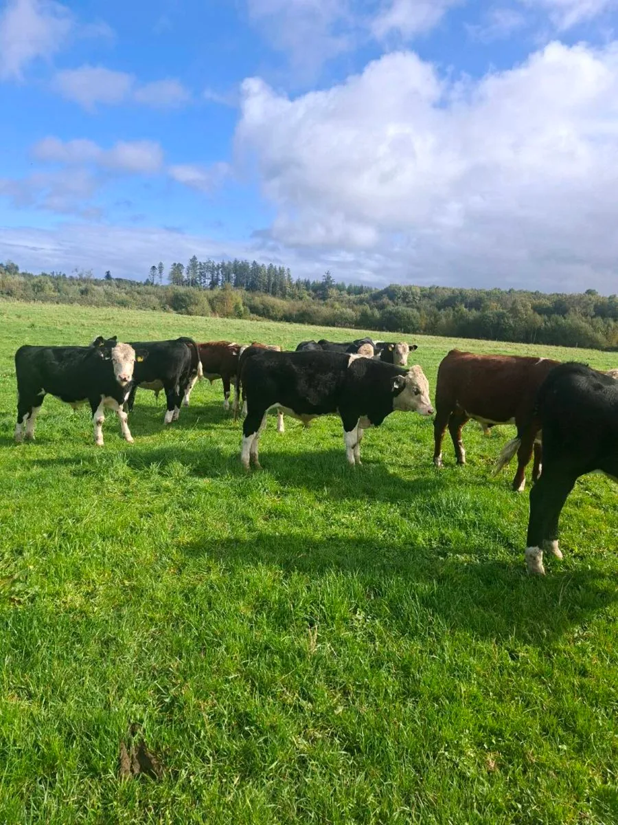 Weanlings - Image 2