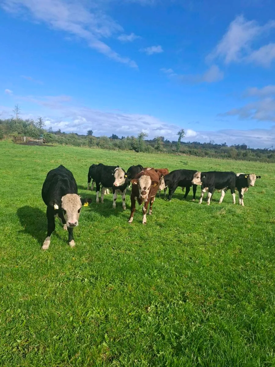 Weanlings - Image 3