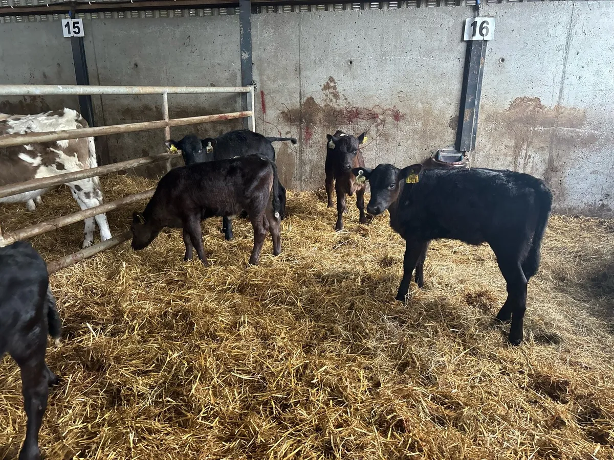 5 super Angus reared heifers - Image 1