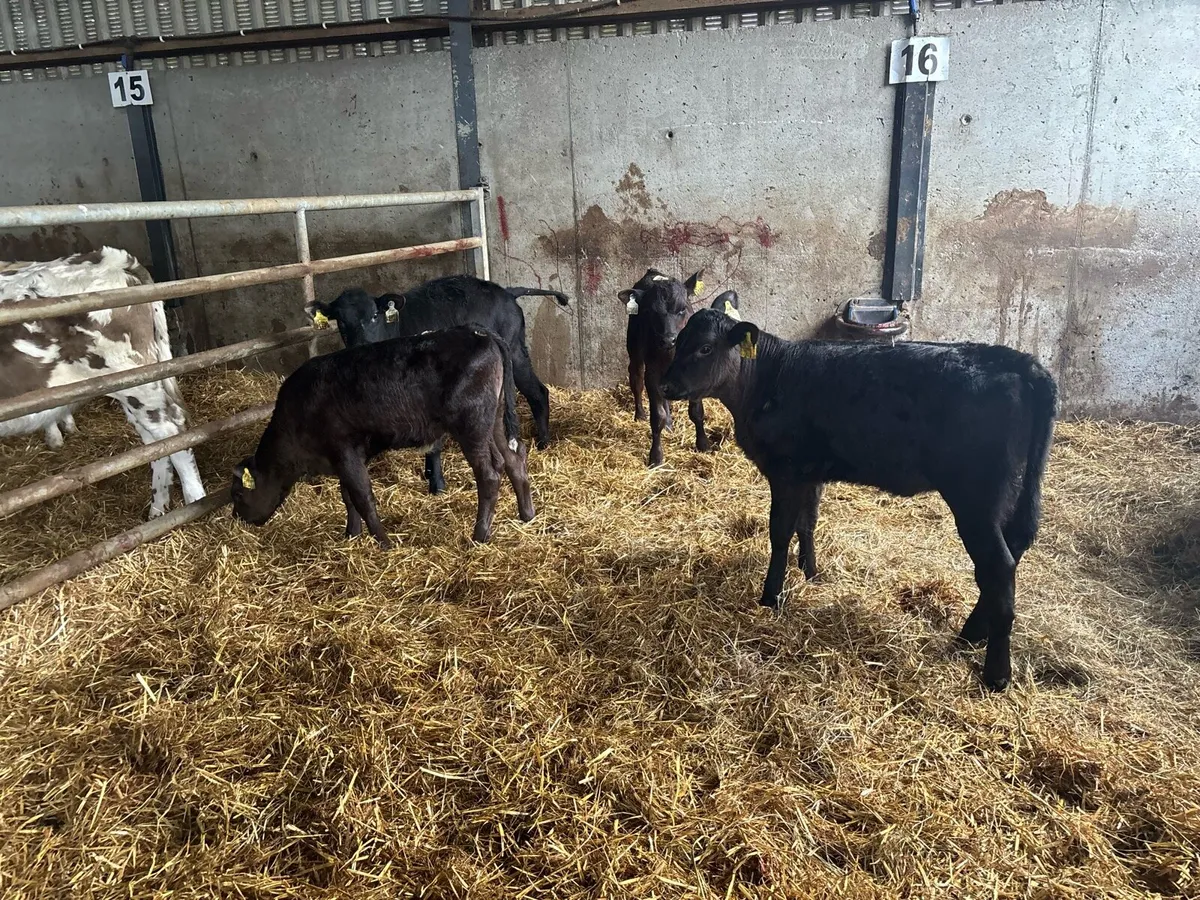 5 super Angus reared heifers - Image 2