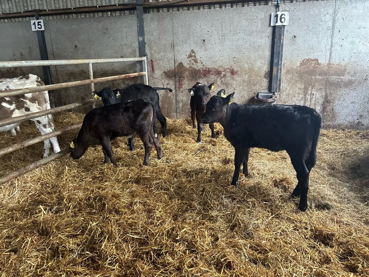 5 super Angus reared heifers - Image 3