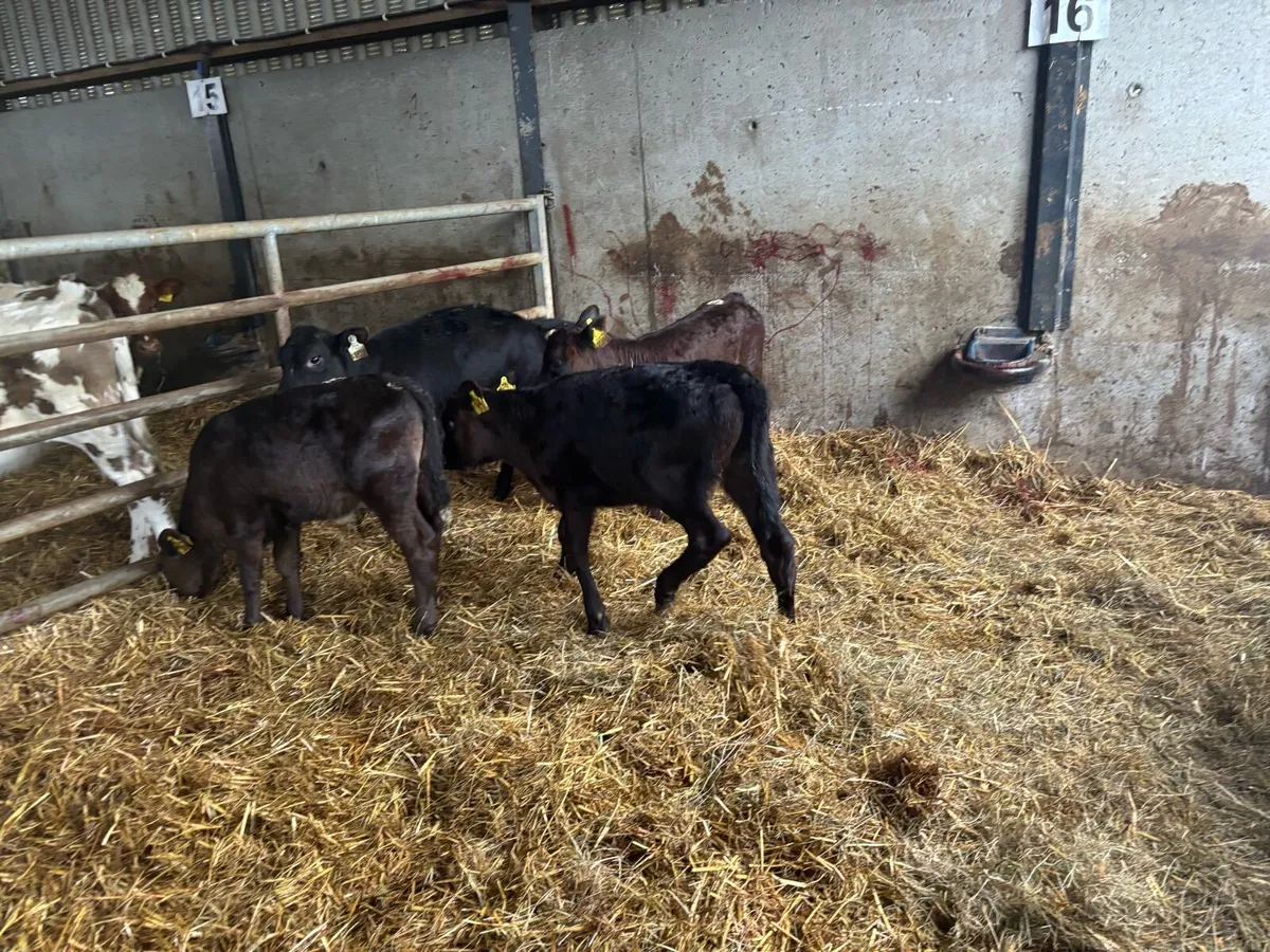 5 super Angus reared heifers - Image 4