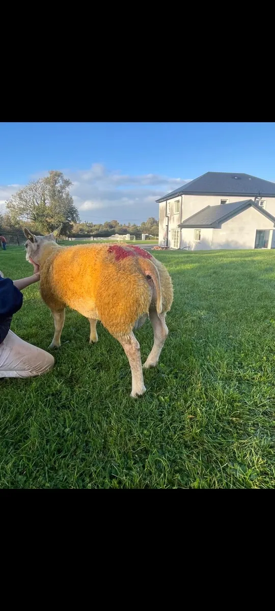 Excellent 5 ☆ Pedigree Beltex Ram lamb SIS aproved - Image 2