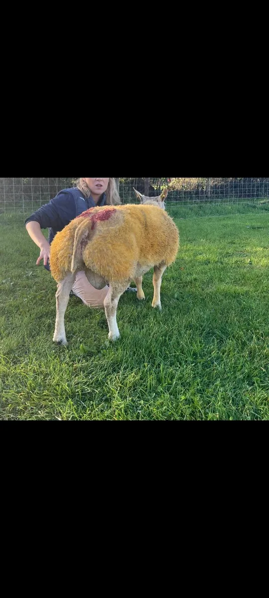 Excellent 5 ☆ Pedigree Beltex Ram lamb SIS aproved - Image 4
