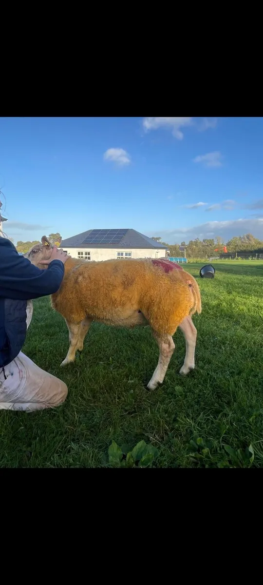 Excellent 5 ☆ Pedigree Beltex Ram lamb SIS aproved - Image 3