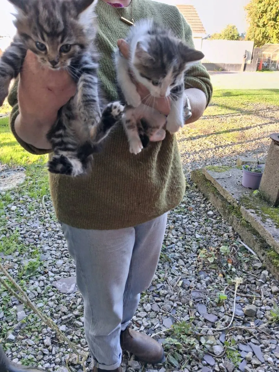 Kittens - Image 2