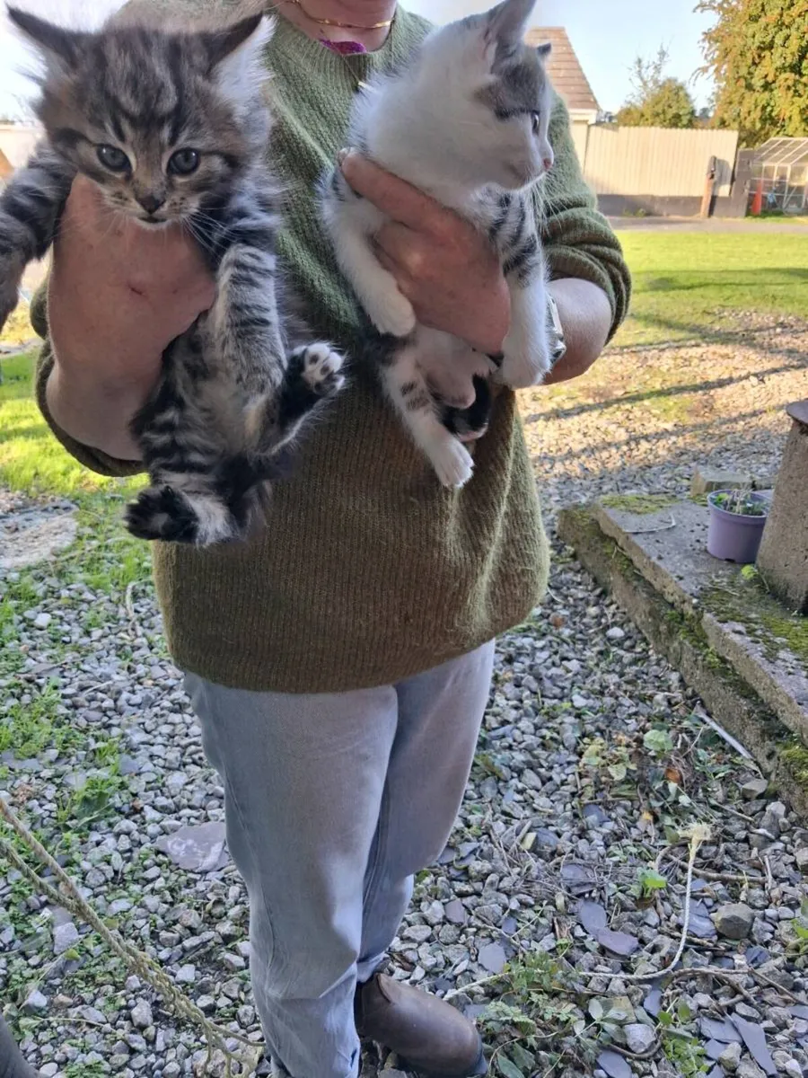 Kittens - Image 3
