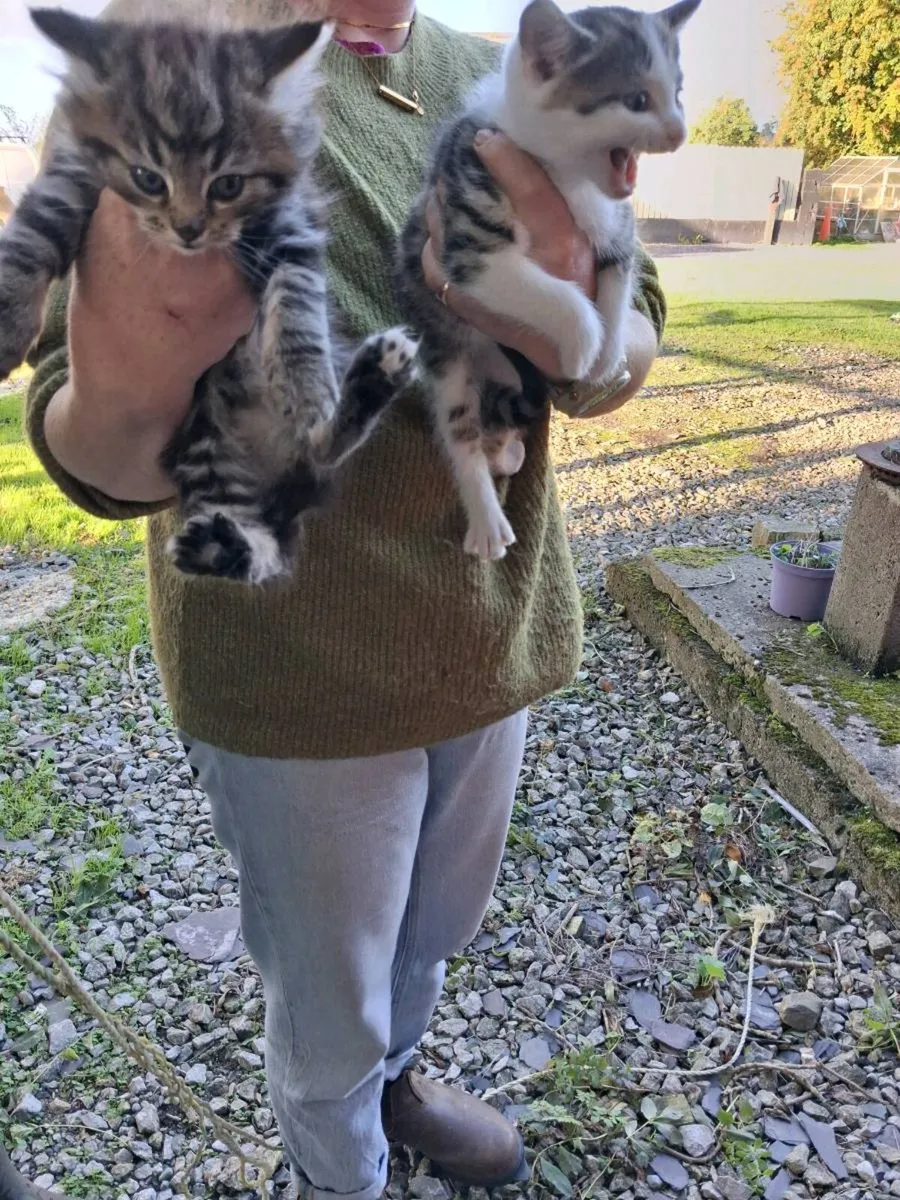 Kittens - Image 1