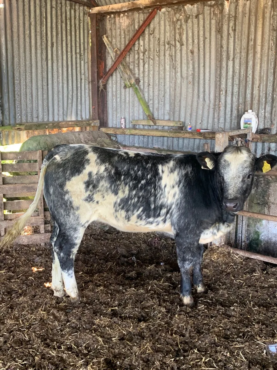 Super 4 star lim/blue x heifer for sale - Image 1