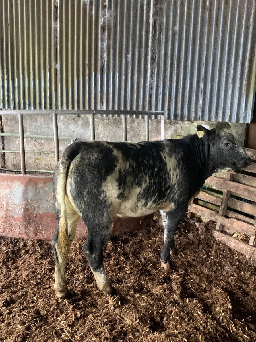 Super 4 star roan Lmx heifer for sale - Image 4