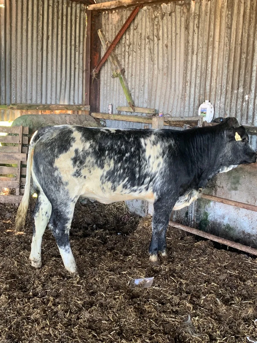 Super 4 star lim/blue x heifer for sale - Image 2
