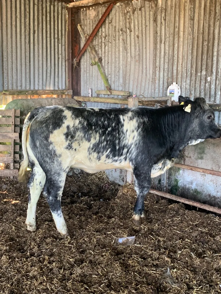 Super 4 star lim/blue x heifer for sale - Image 4