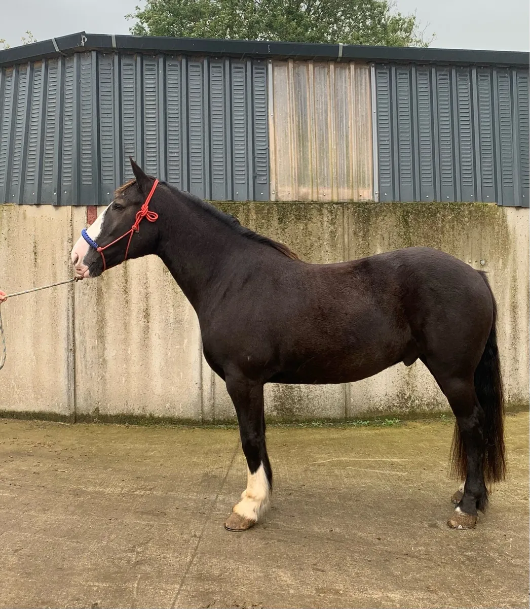15.3hh Cob Gelding - Image 2
