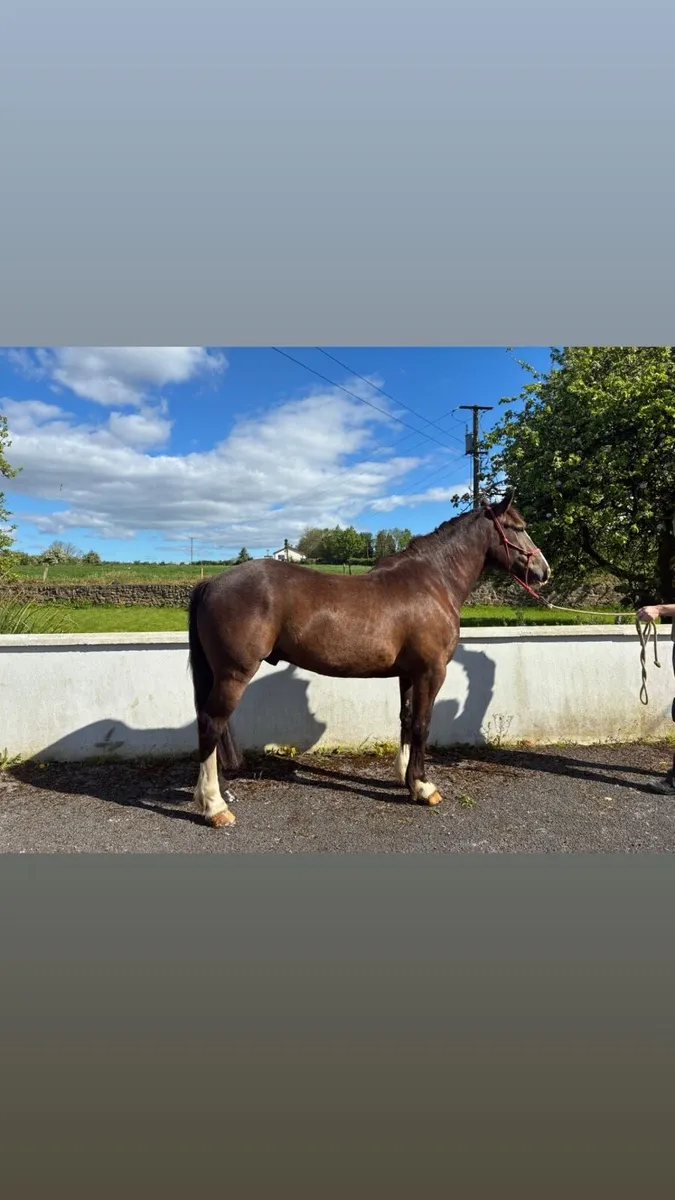15.3hh Cob Gelding - Image 1