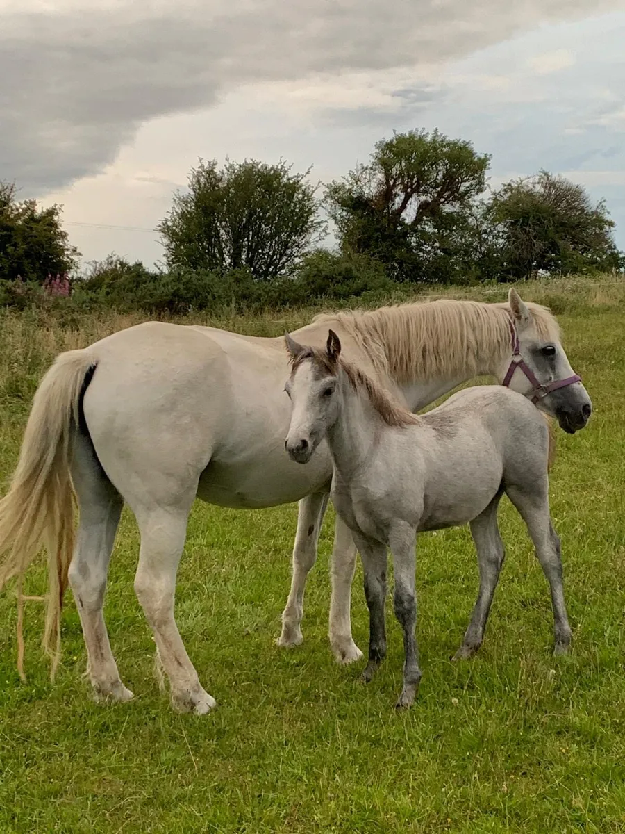 Connemara Colt foal - Image 1