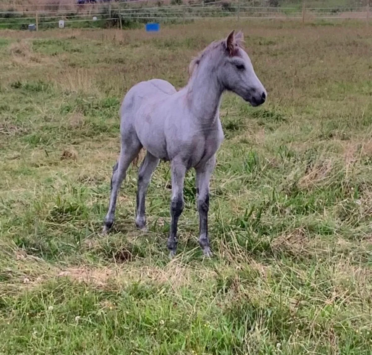 Connemara Colt foal - Image 2