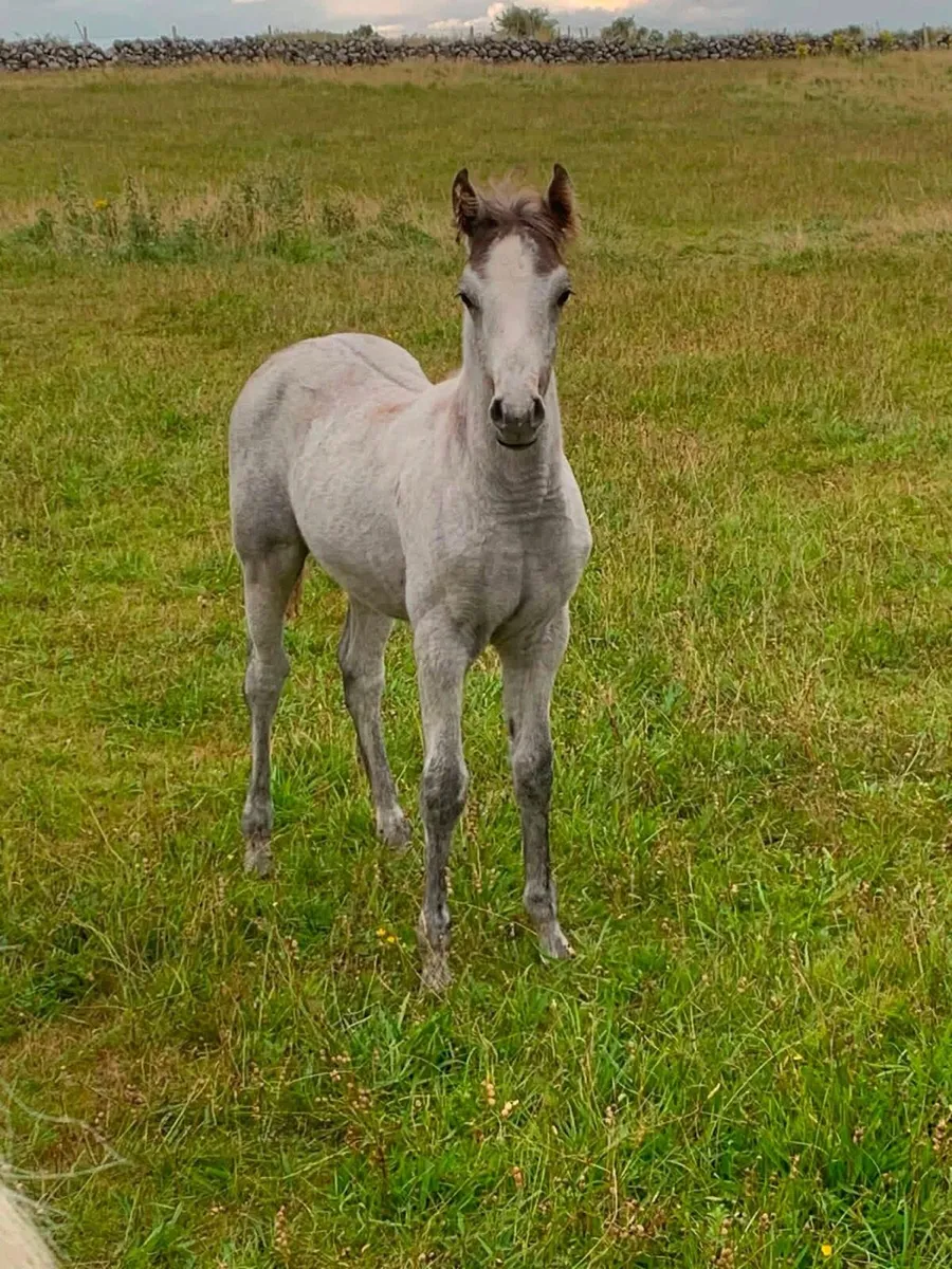 Connemara Colt foal - Image 3